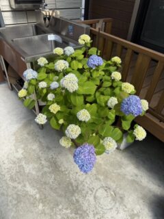 今年もp(^_^)q